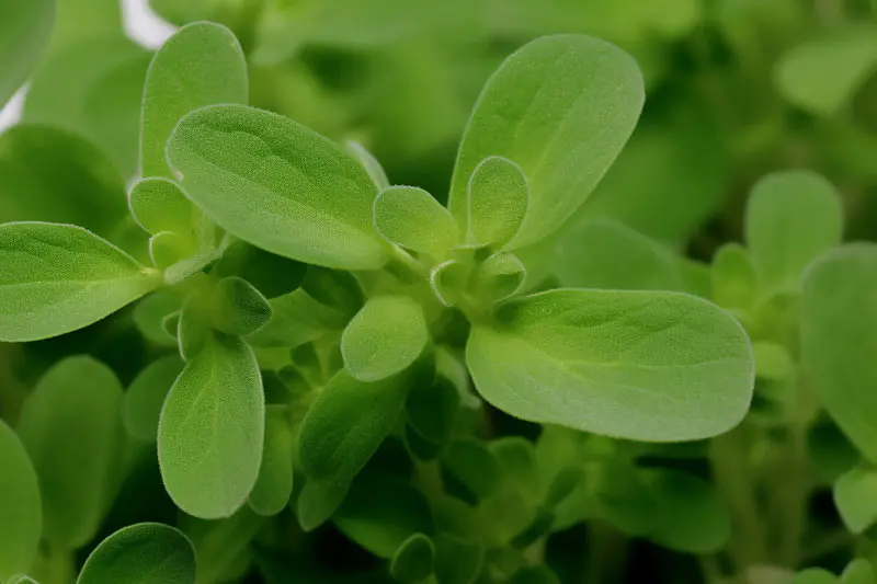 पौधे का अर्क