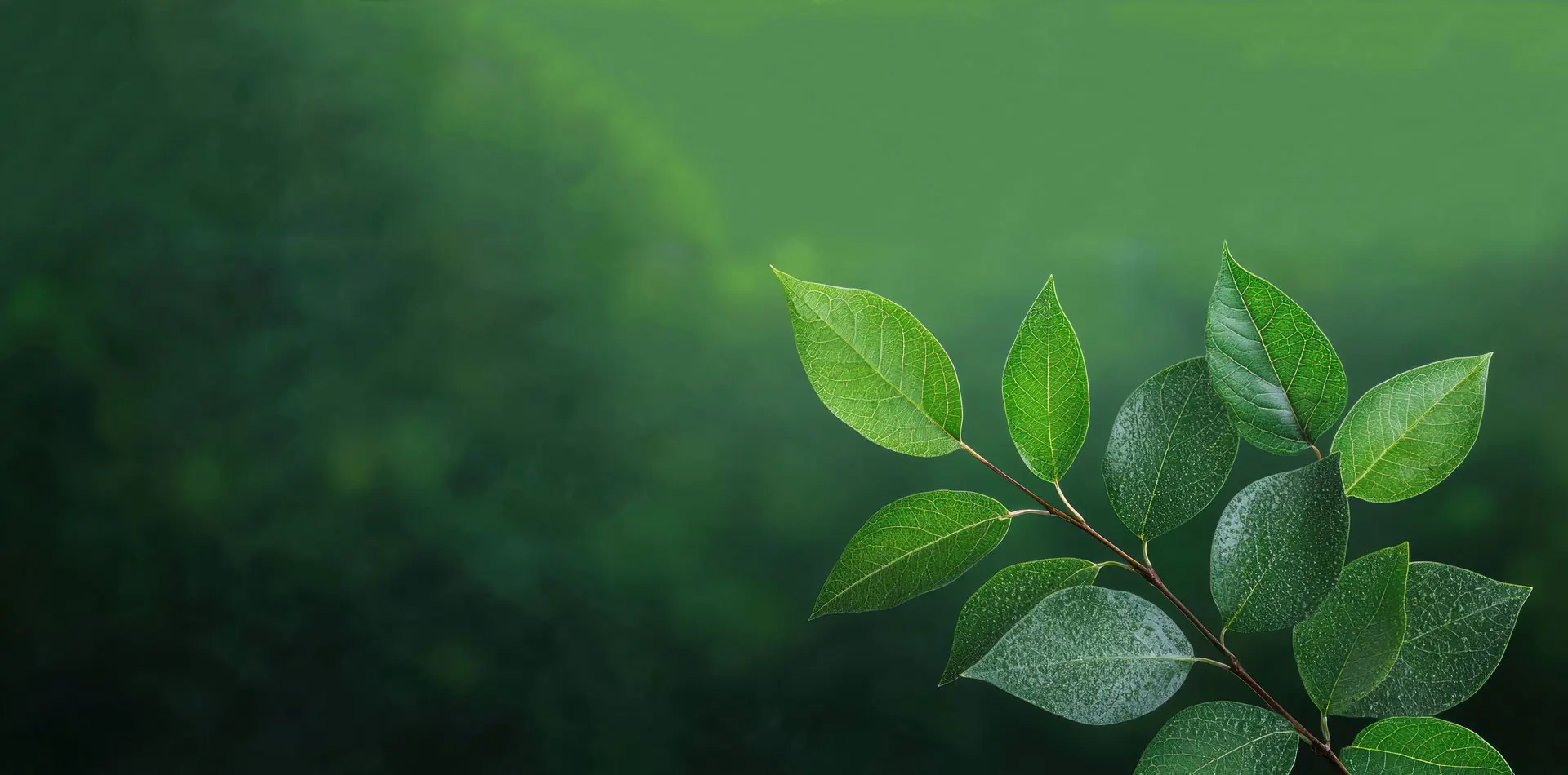 यूकॉमिया एक्सट्रैक्ट चाइना