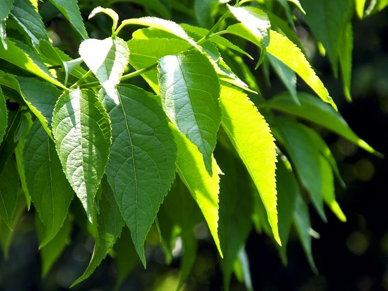 32 EUCOMMIA अर्क की गुणवत्ता चौकियों: हम प्राकृतिक सार की हर बूंद की रक्षा कैसे करते हैं