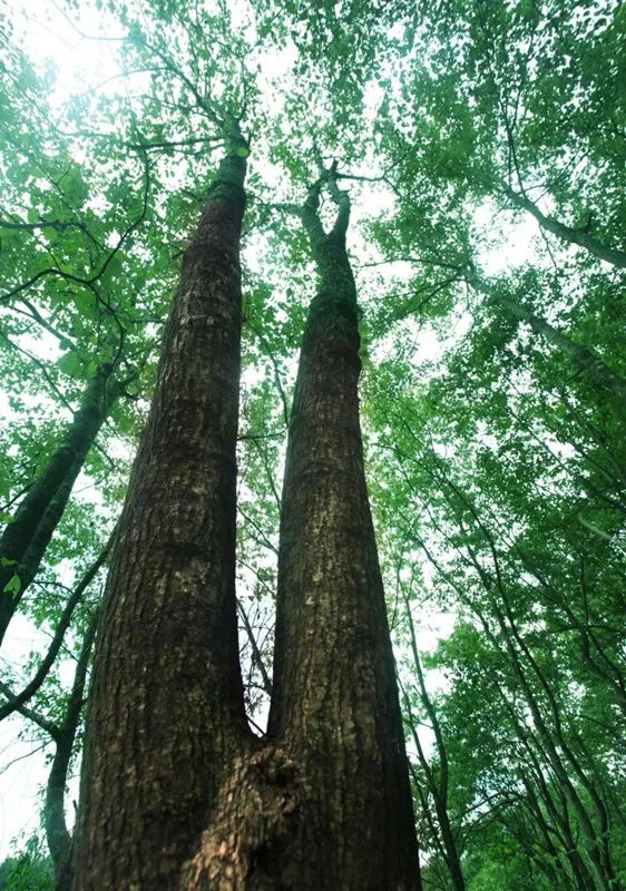 सुपरक्रिटिकल CO2 एक्सट्रैक्शन टेक्नोलॉजी: द ग्रीन रिवोल्यूशन ऑफ़ यूकोमिया एक्सट्रैक्शन