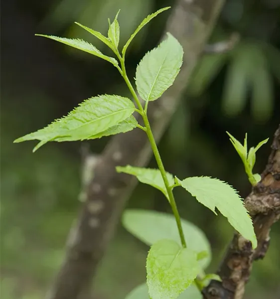 ताजा यूकॉमिया पत्तियों का चार-चरणीय दिखावा