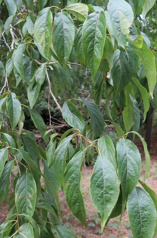 यूकॉमिया अर्क बिल्लियों और कुत्तों के जोड़ों की रक्षा कैसे करता है?