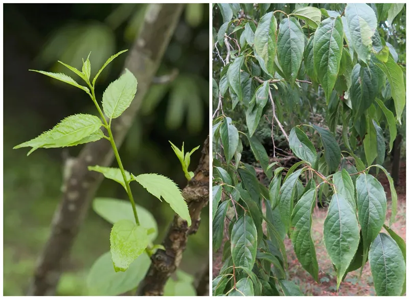 कोलेजन को सक्रिय करने के लिए यूकॉमिया निकालने के लिए वैज्ञानिक आधार