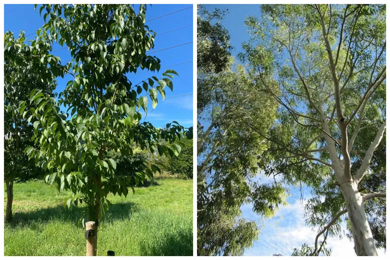 शून्य रासायनिक कीटनाशकों के साथ यूकमिया उल्मोइड्स की कार्बनिक खेती में दस साल की तकनीकी सफलता
